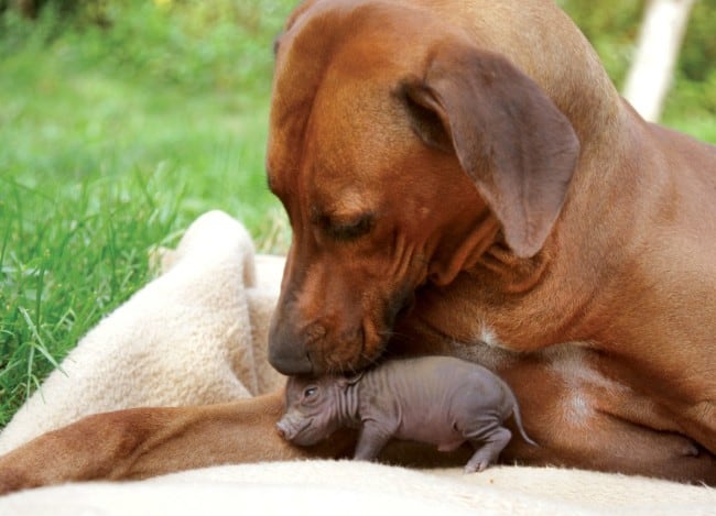 Rhodesian ridgeback and baby pig