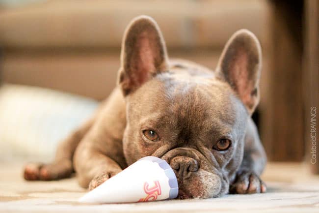 Kiwi the Frenchie wishing she is can have ice cream.